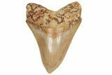 Serrated, Fossil Megalodon Tooth - West Java, Indonesia #196641-1